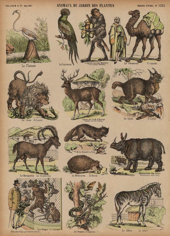 Dyr fra Jardin des Plantes, Paris, Frankrig (farvet gravering) af French School