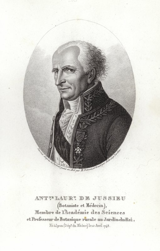 Antoine Laurent de Jussieu af French School