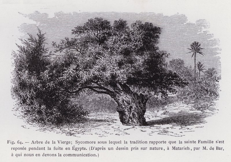 Jomfruens træ; Sycamore, hvorunder traditionen rapporterer, at den hellige familie hvilede under flugten til Egypten, efter en tegning taget fra naturen, ved Matarieh, af M. de Bar, som vi skylder kommunikationen (gravering) af French School