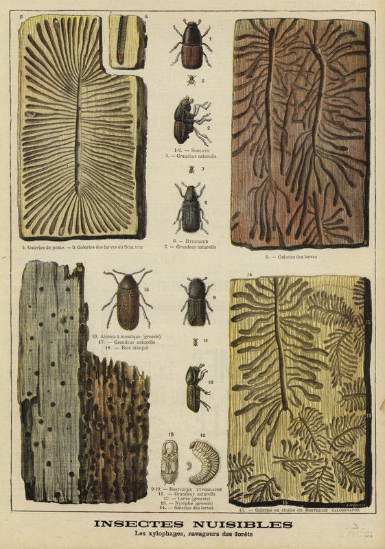 Kedelige insekter, der er skadelige for skovene af French School