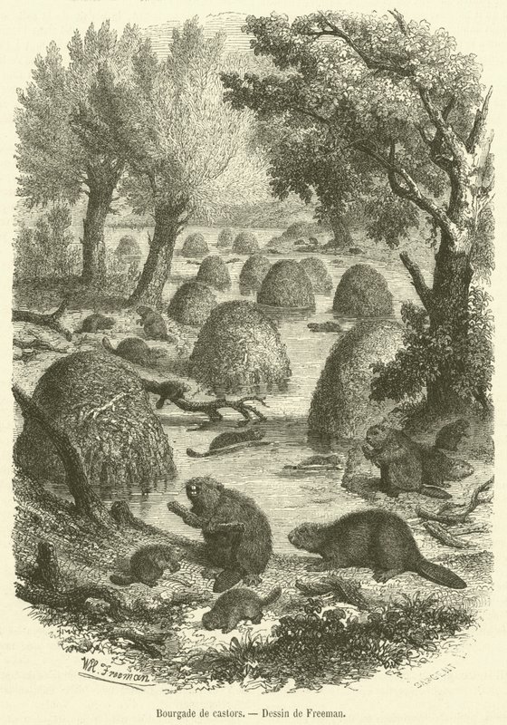 Landsby med bævere (gravering) af French School