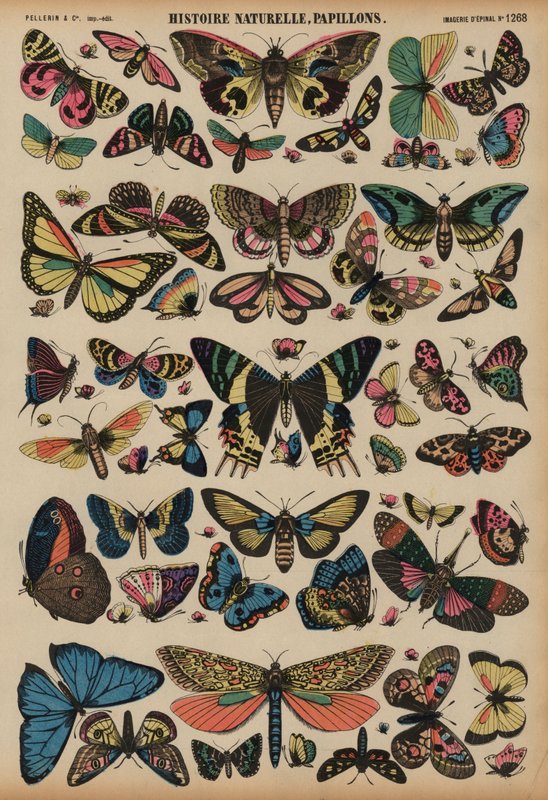 Butterflies Dani af French School