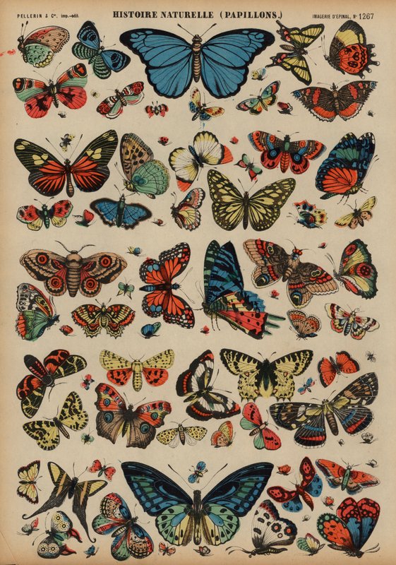 Butterflies Dani af French School