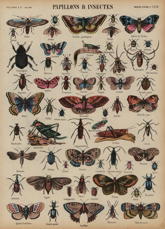 Sommerfugle og andre insekter (farvet indgravering) af French School