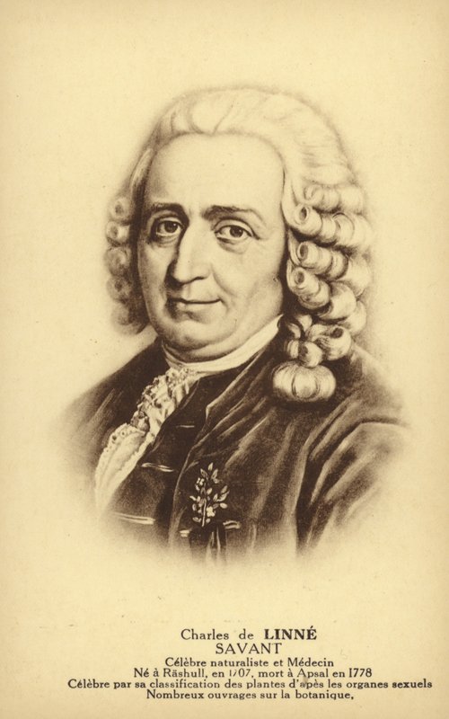 Carl von Linné (1707-1778), svensk botaniker og zoolog (litografi) af French School