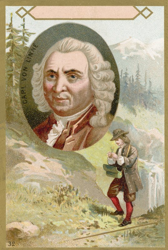 Carl Linnaeus, svensk botaniker og zoolog af French School