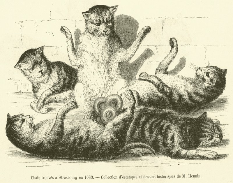 Katte fundet i Strasbourg i 1683 (gravering) af French School