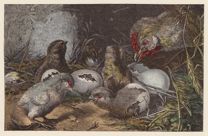 Kyllinger, der klækker (farvet indgravering) af French School