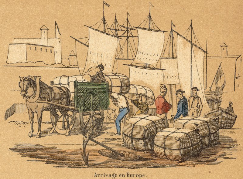 Bomuld (farvet gravering) af French School