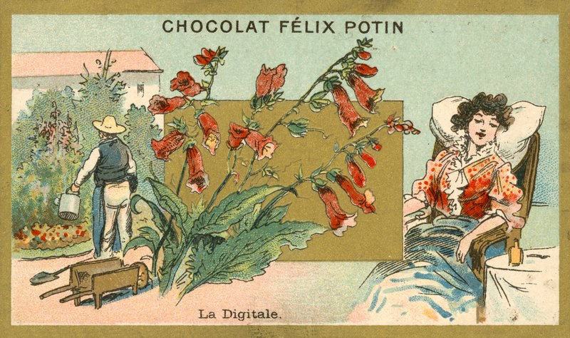 Digitaliseret (chromolith) af French School