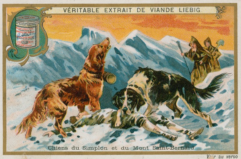 Hunde af Simplon og Mont St Bernard af French School