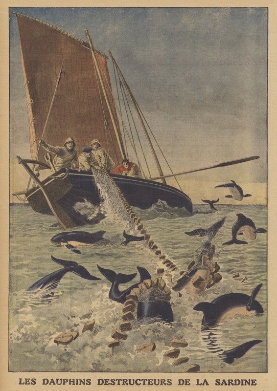 Delfiner forstyrrer fangsten af sardiner (farve litho) af French School