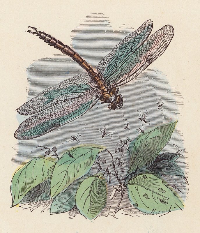 Dragonfly (farvet gravering) af French School