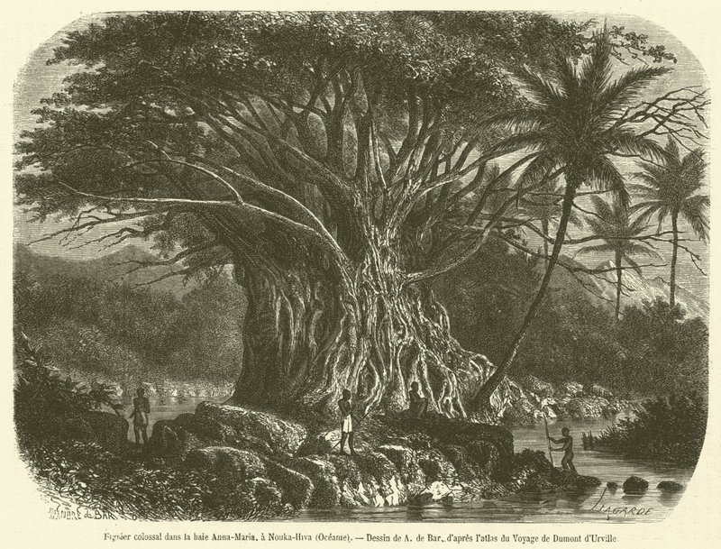 Kolossalt figentræ i Anna-Maria bugten, ved Nouka-Hiva, Oceanien (gravering) af French School