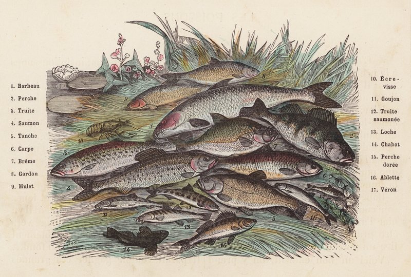 Fisk (farvet gravering) af French School