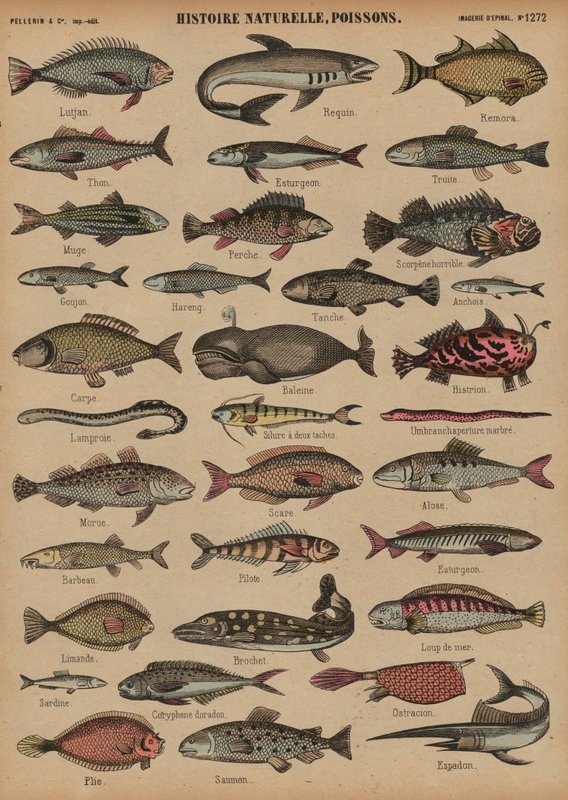 Fisk (farvet gravering) af French School