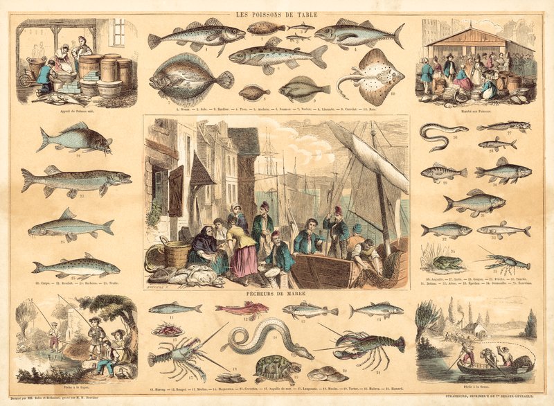 Fisk (farve litho) af French School