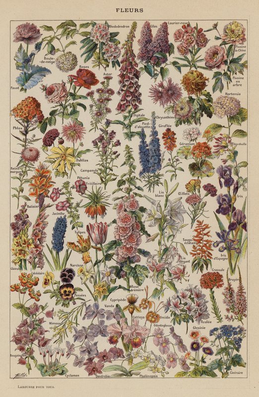 Blomster (farvelitografi) af French School