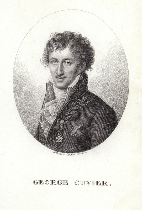 George Cuvier af French School