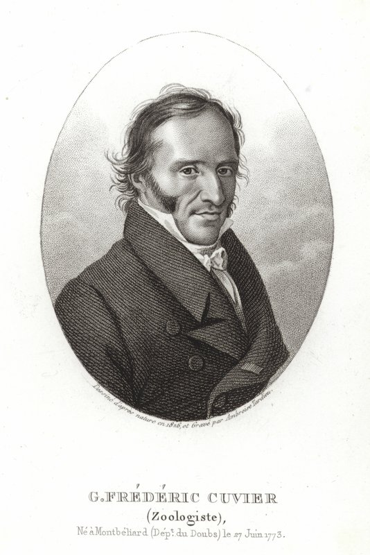 George Cuvier af French School