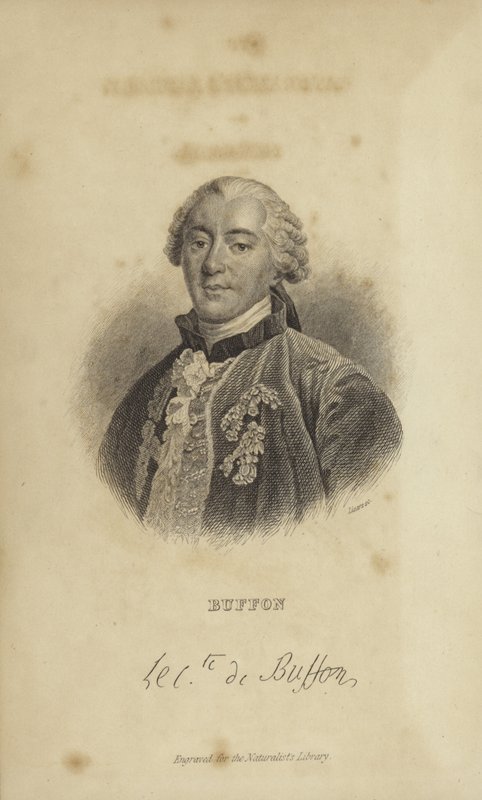Georges-Louis Leclerc, greve af Buffon af French School