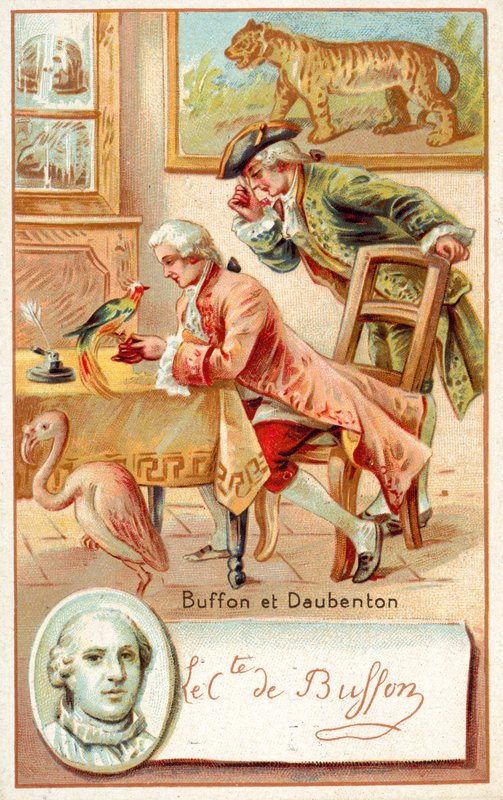 Georges-Louis Leclerc, Comte de Buffon og Louis-Jean-Marie Daubenton, franske naturforskere (chromolitho) af French School