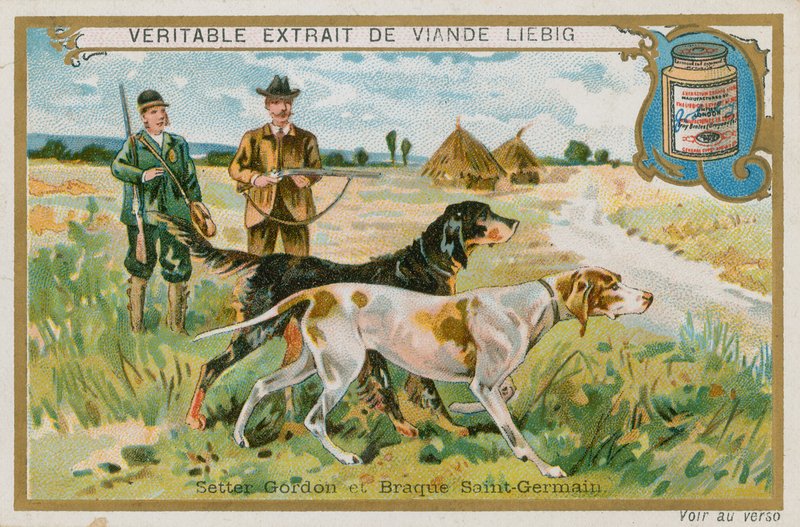 Gordon Setter og Braque St Germain af French School