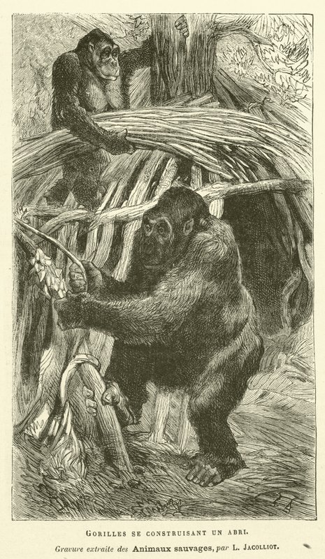 Gorillaer, der bygger et ly (gravering) af French School
