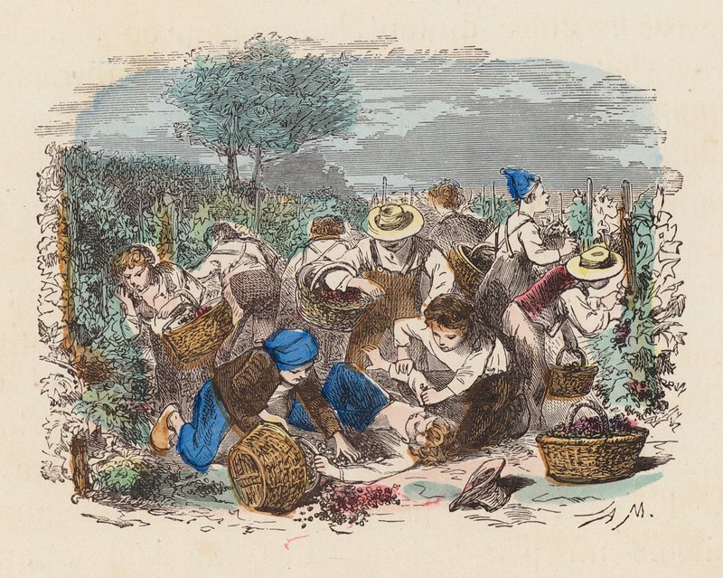 Drueplukning i en vingård (farvet gravering) af French School