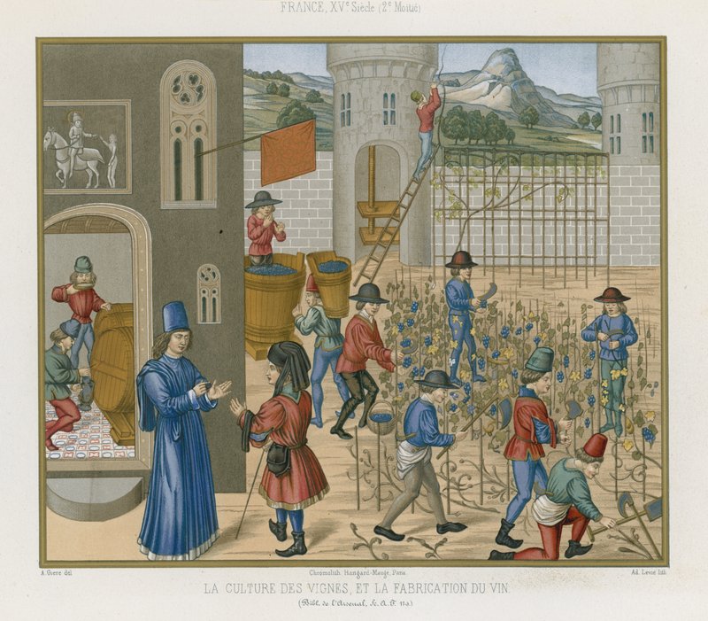 Dyrkning af vinstokke og fremstilling af vin af French School