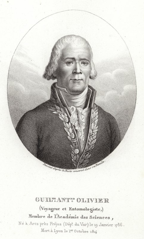 Guillaume Antoine Olivier af French School