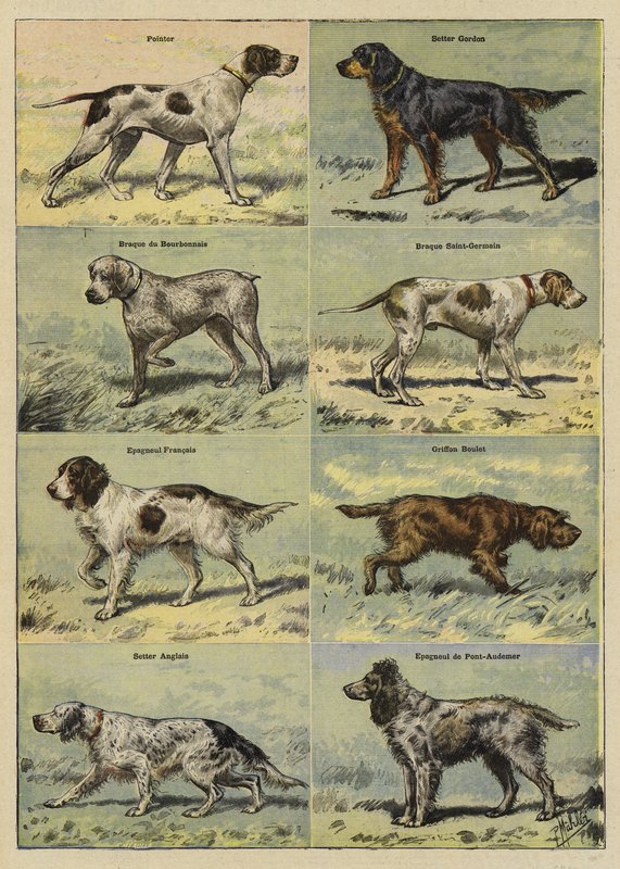 Pistolhunde af French School