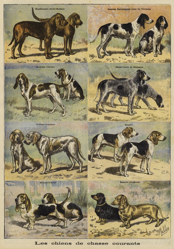 Pistolhunde af French School