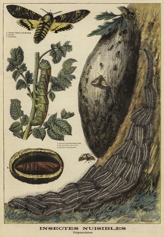 Skadelige insekter: Deaths Head Hawkmoth af French School