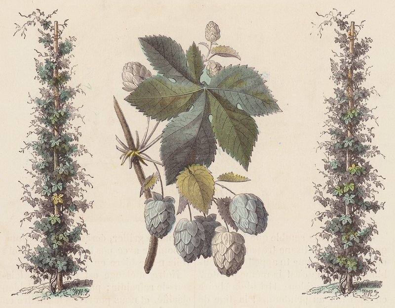 Humle til ølfremstilling (farvet gravering) af French School