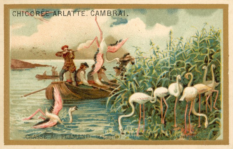Jagt flamingoer, Spanien (chromolitho) af French School