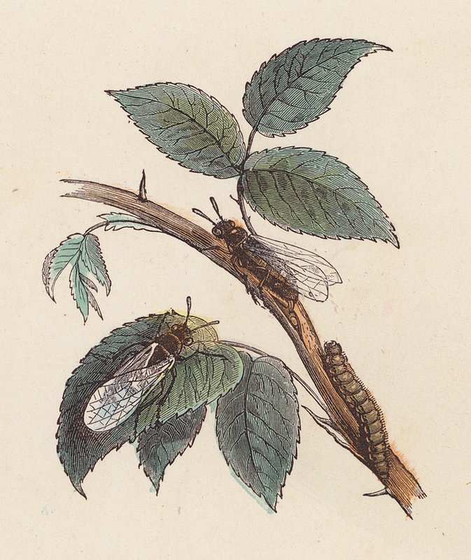Insekter og larve på en plante (farvet indgravering) af French School
