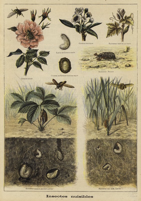 Insekter, der er skadelige for landbruget af French School