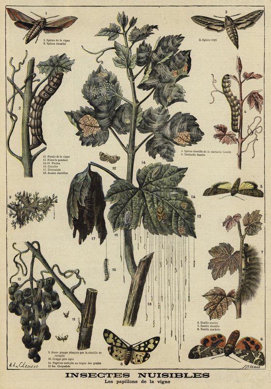 Insekter, der er skadelige for vinstokke af French School