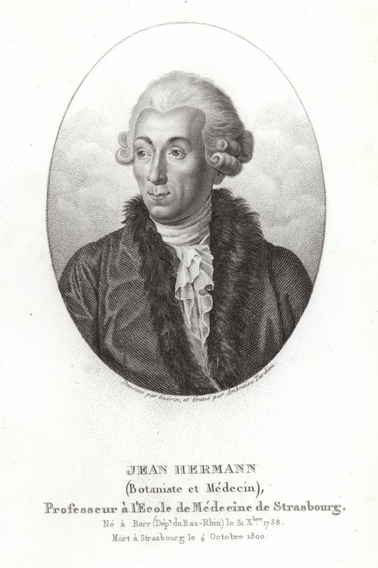 Jean Hermann af French School