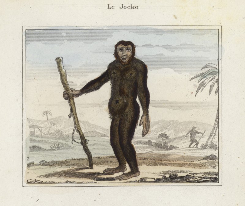 Jocko af French School