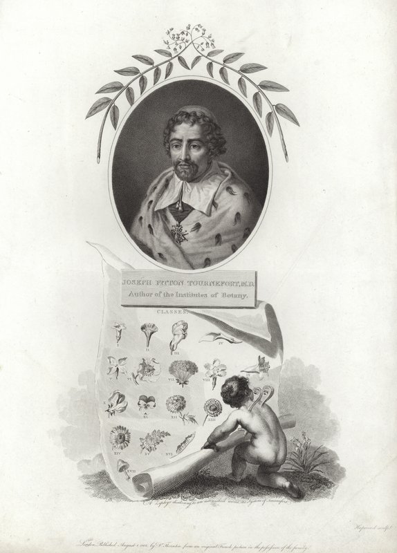Joseph Pitton de Tournefort af French School
