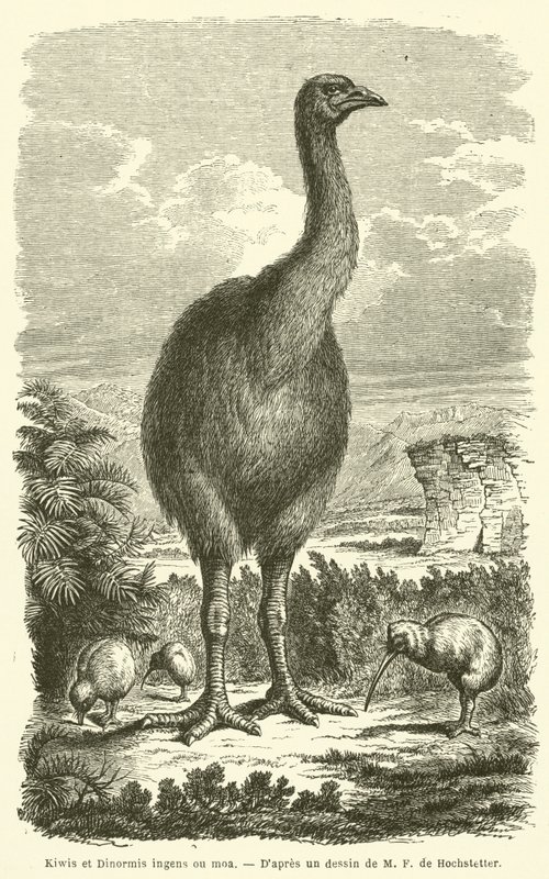 Kiwier og Dinormis enorme ou moa (gravering) af French School