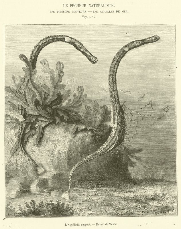 The Snake Aiguillette (gravering) af French School