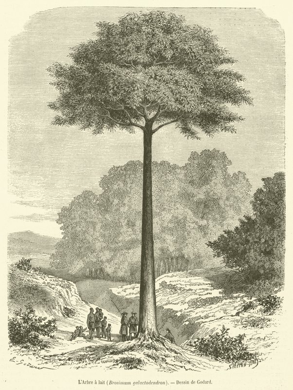 Mælketræet, Brosimum galactodendron (gravering) af French School