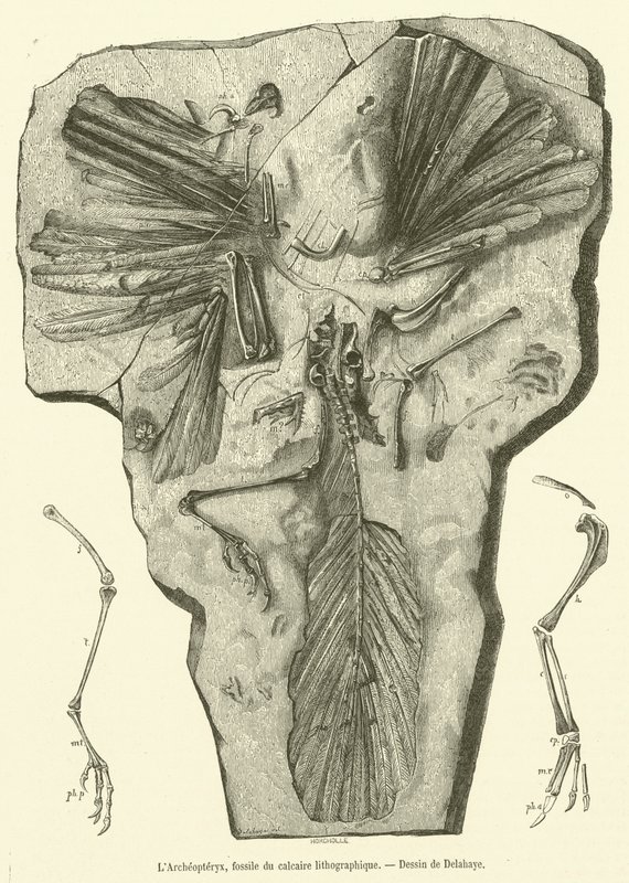 Archaeopteryx, fossil fra litografisk kalksten (gravering) af French School