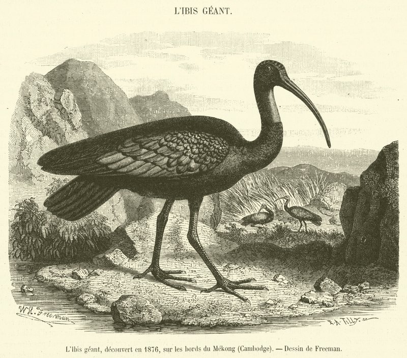 Giant Ibis, opdaget i 1876, ved bredden af ​​Mekong, Cambodja (gravering) af French School