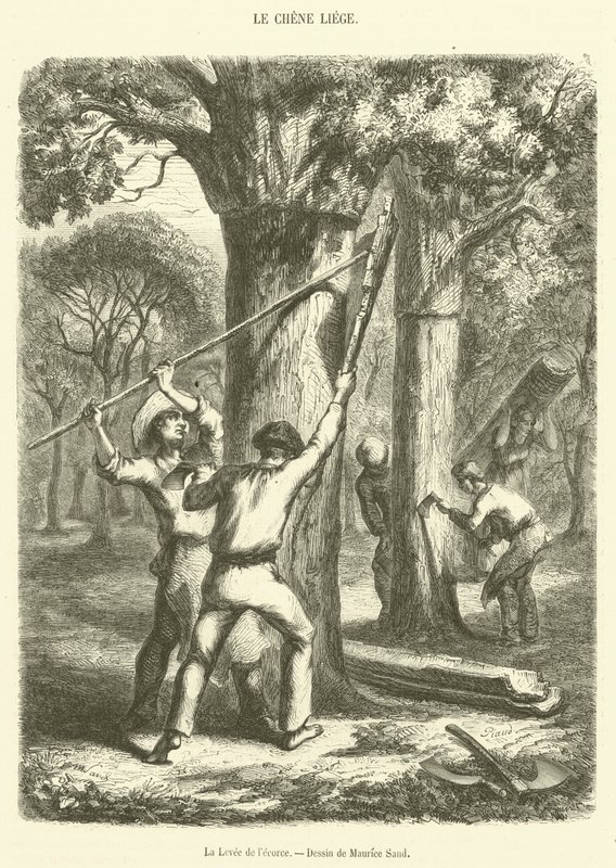 The Lifting of the Bark (gravering) af French School