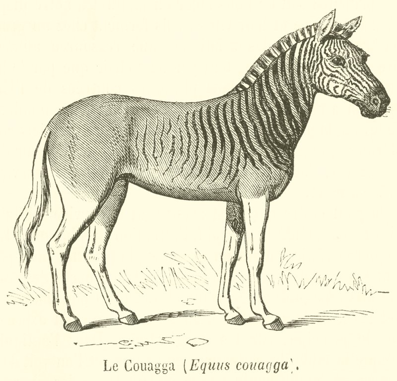 Le Couagga, Equus couagga (gravering) af French School