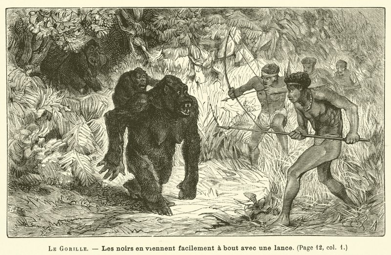 Gorillaen (gravering) af French School